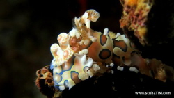Compact Camera shooting on "manual" with stacked close-up... by Tim Ho 
